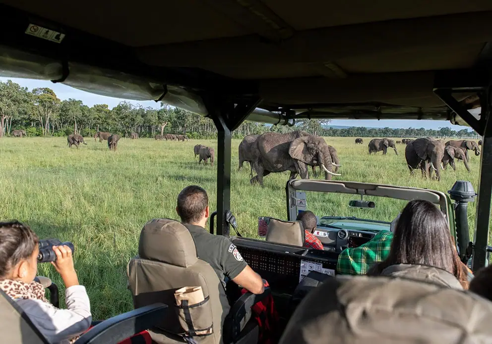 Elephant during a game drive at Masai mara