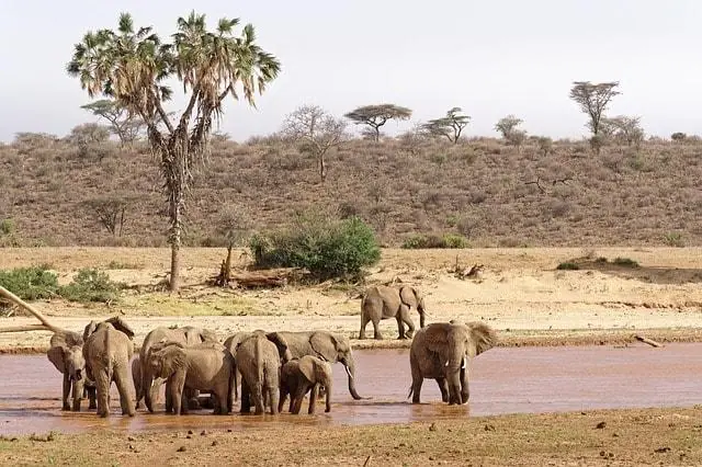 Herd of elephants cooling off in Samburu National Reserve, Kenya