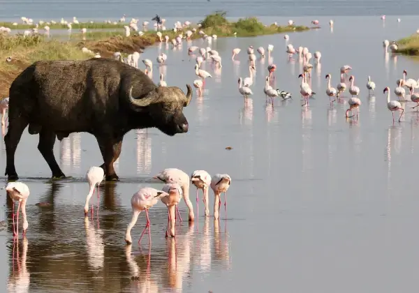 African buffalo wading with flamingos in Lake Nakuru National Park