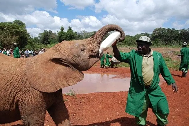 Baby elephant being fed at David Sheldrick Wildlife Trust near Nairobi National Park.