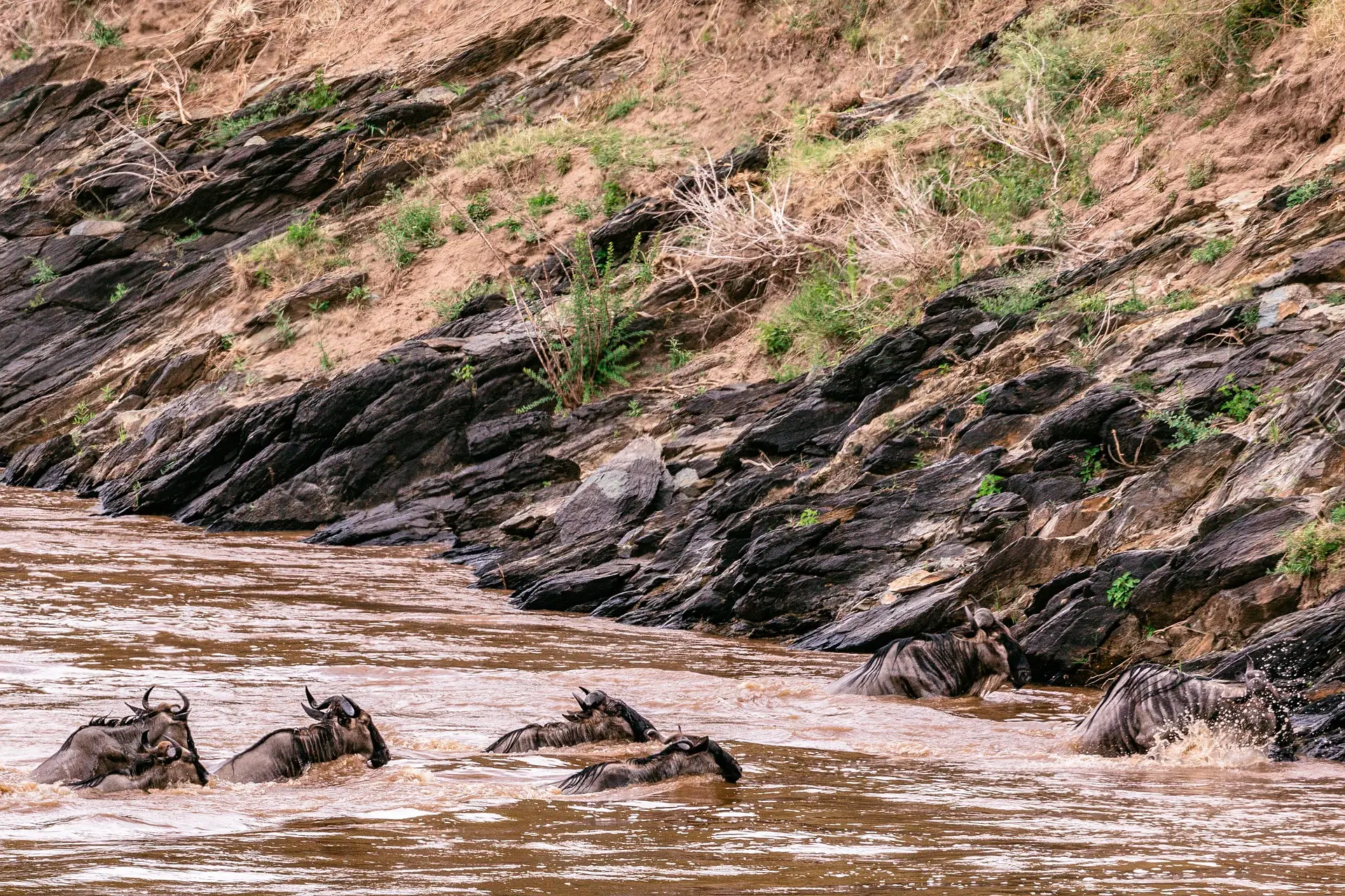 Wildebeest migration safari - crossing the river