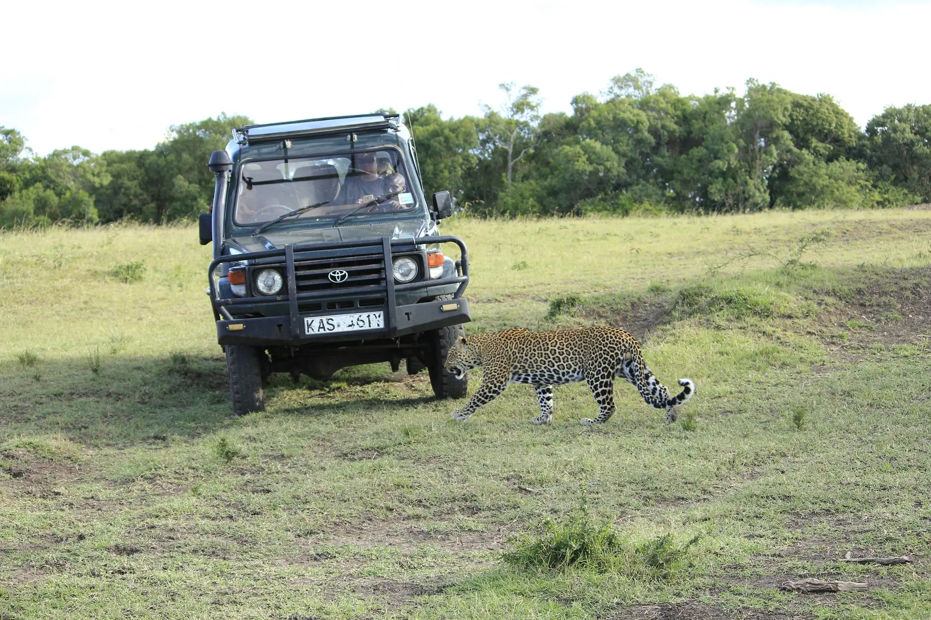 A leopard and safari land cruiser for game drives