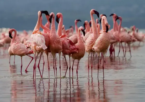 Pink flamingos wading in Lake Nakuru National Park