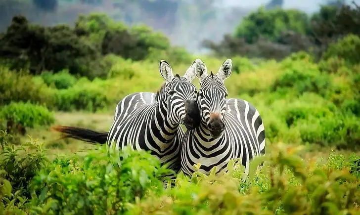 Two zebras in Masai Mara National Reserve