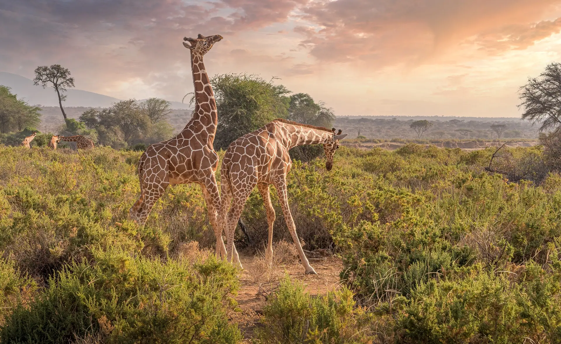 safari from Kenya - giraffes