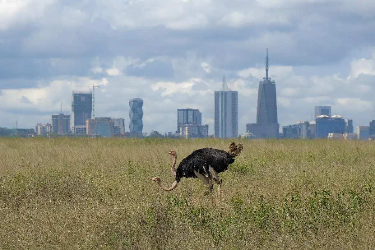 Ostriches roaming in Nairobi National Park with Nairobi city skyline in the background."