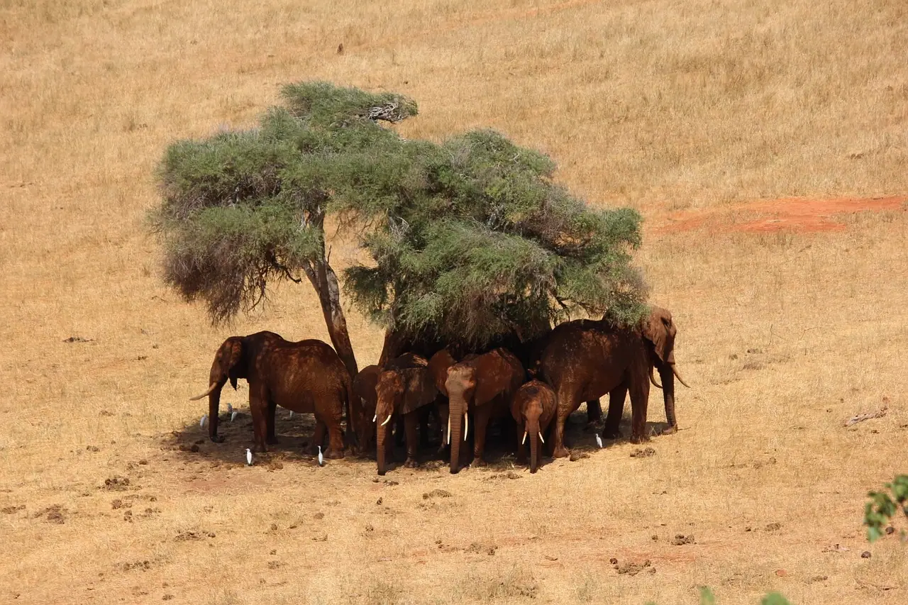 elephants resting under a tree