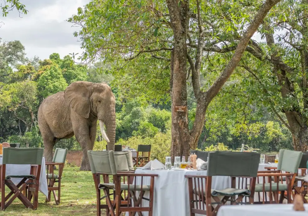 Elephant near a dinner setting at Mara