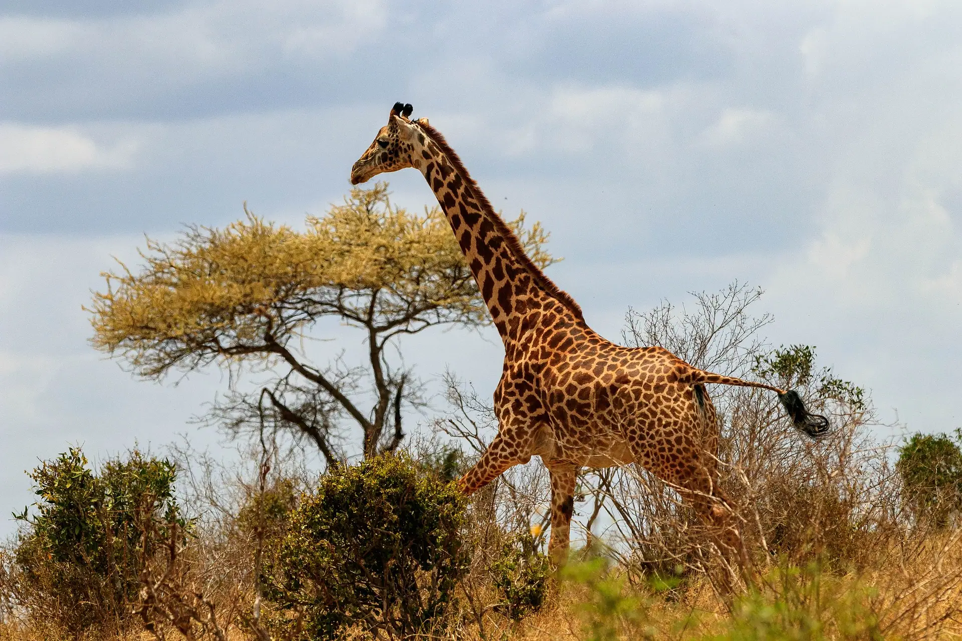A giraffe running in the jungle