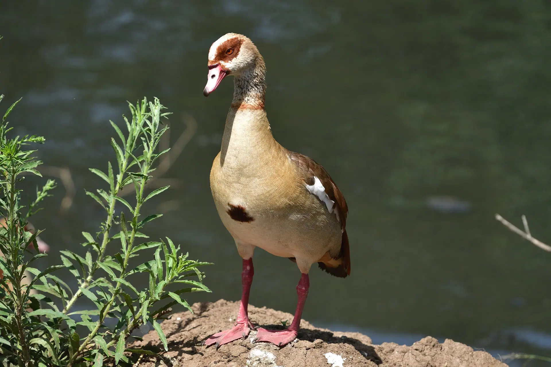 Bird watching safari in Kenya - duck