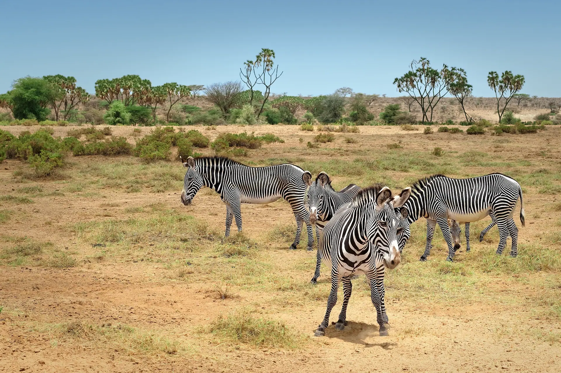 Zebras in the national park Kenya