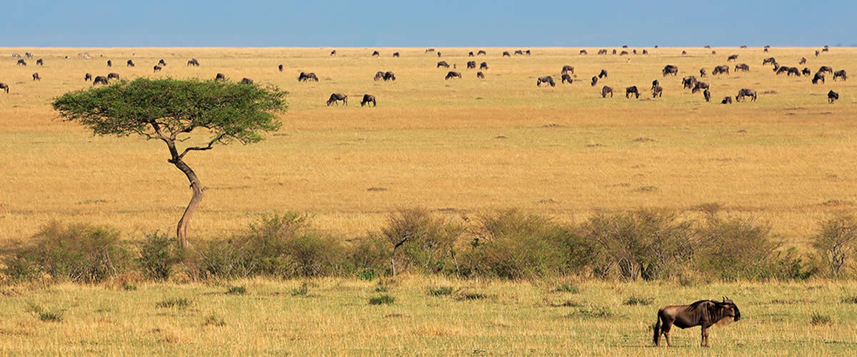 Mara North Conservancy wildebeest plains