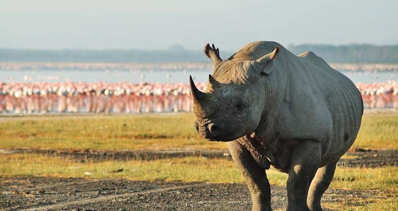 a white Rhino with Flamingoes in the background at lake nakuru national park