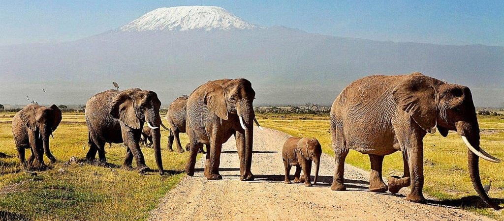 A herd of elephants in Amboseli with Mt. Kilimanjaro in the background
