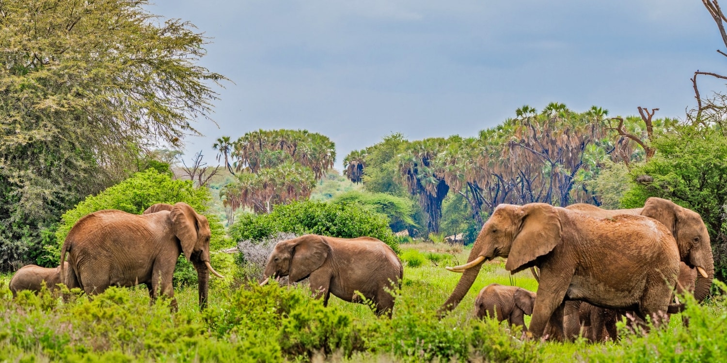Elepahants in samburu-national-reserve in kenya
