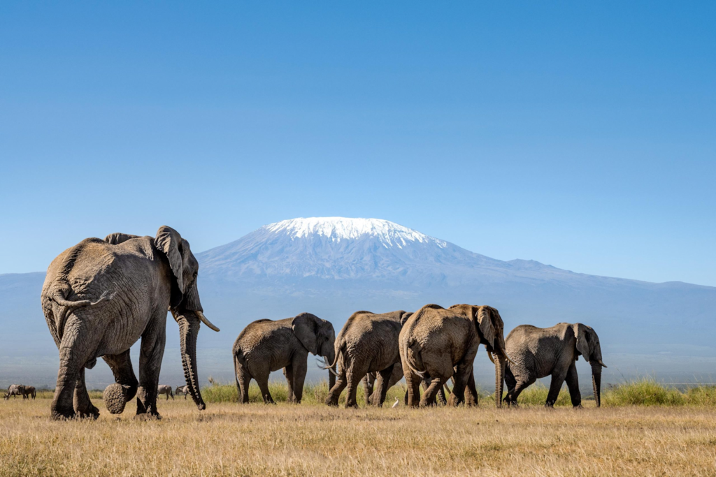 Herd of elephants walking in amboseli national park