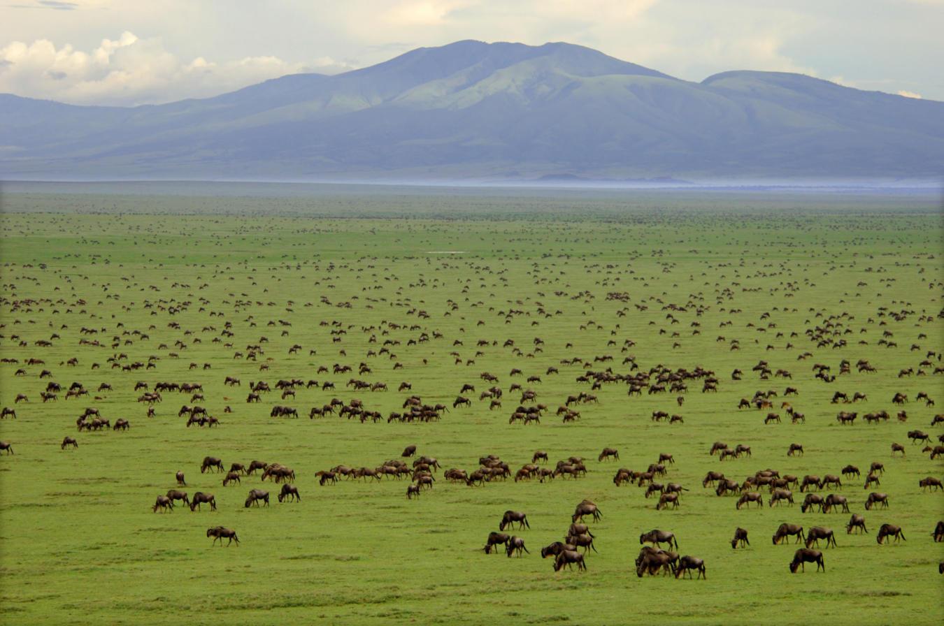 Vast Serengeti National Park grasslands filled with grazing wildebeest stretching to the horizon, with a misty mountain range and cloudy sky in the background during the Great Migration.