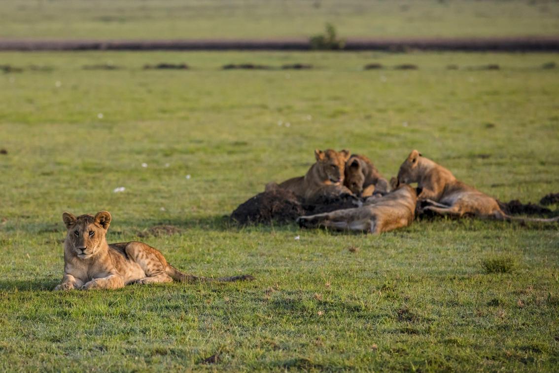 A pride of lions surveys their domain in the Masai Mara, with zebras and giraffes grazing on the golden plains beyond — one of the iconic Big Five encounters on a luxury Kenya safari.