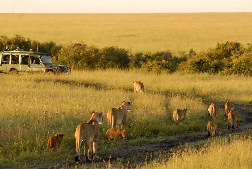 Safari vehicle watching a pride of lions with cubs walking along a grassy track in the golden plains of the Masai Mara at sunrise.