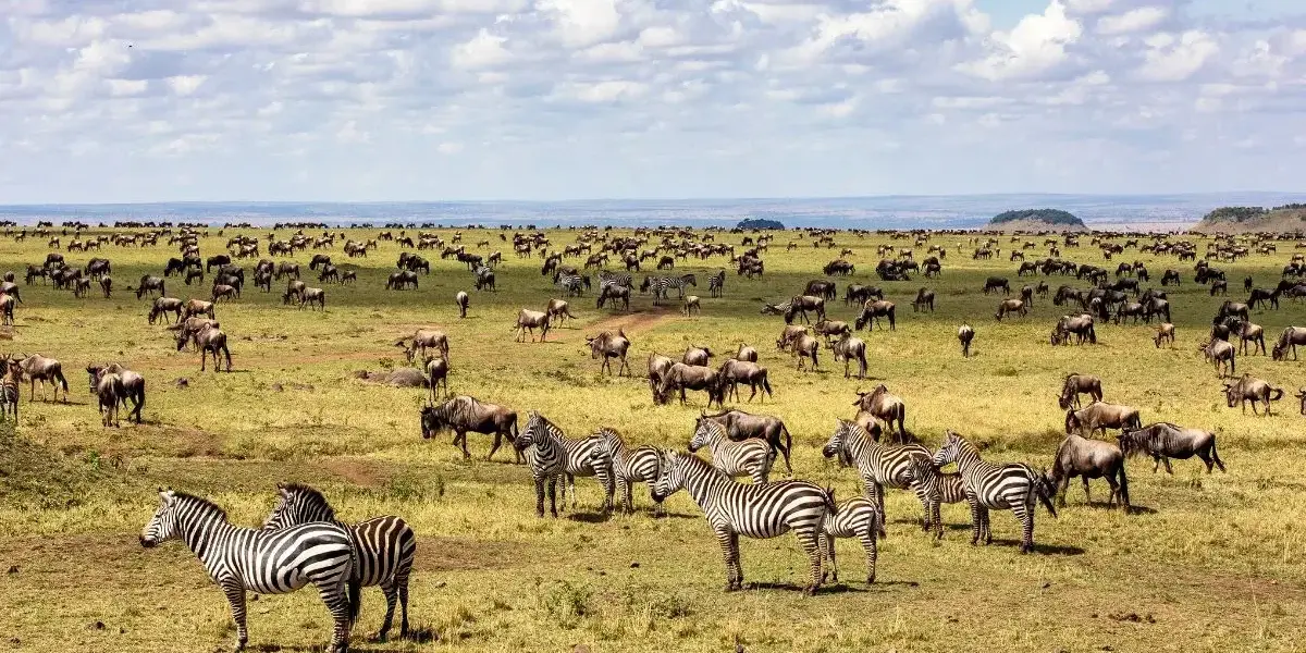 Serengeti National Park panoramic savannah scene with large herds of zebras and wildebeests grazing under a bright cloudy sky during the Great Migration.