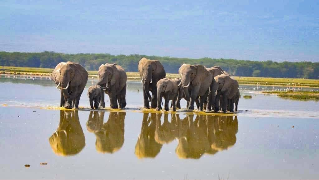 A family of elephants crossing the golden savannah beneath towering acacia trees at sunset — the quintessential East African safari experience.