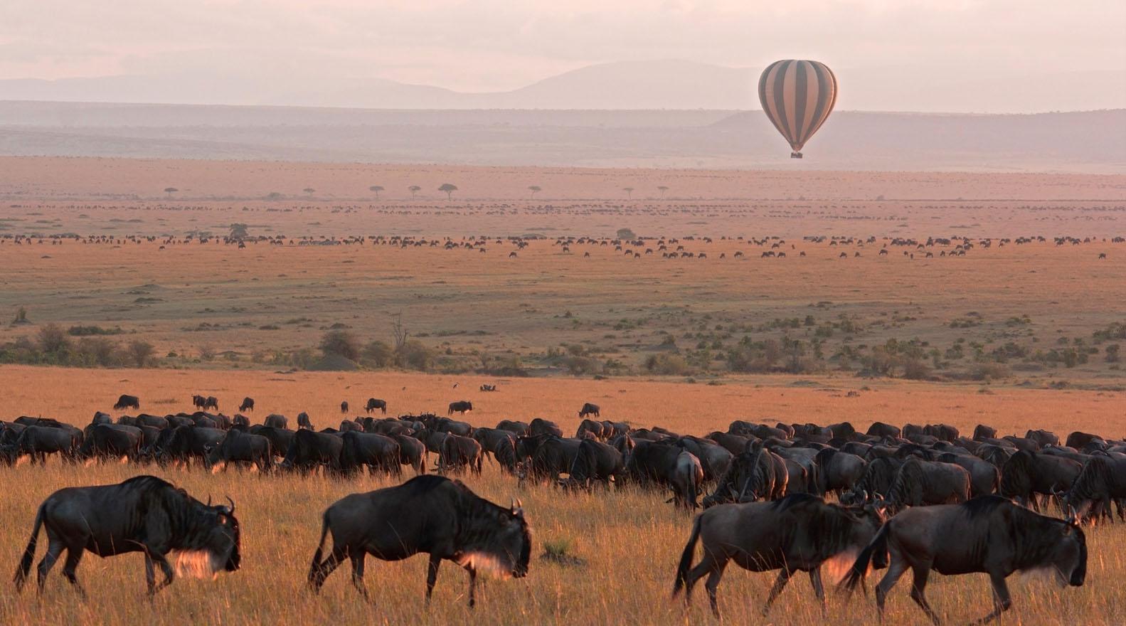 Hot air balloon floating above the golden plains of Serengeti National Park at sunrise, overlooking large herds of wildebeest spread across the savannah during the Great Migration.