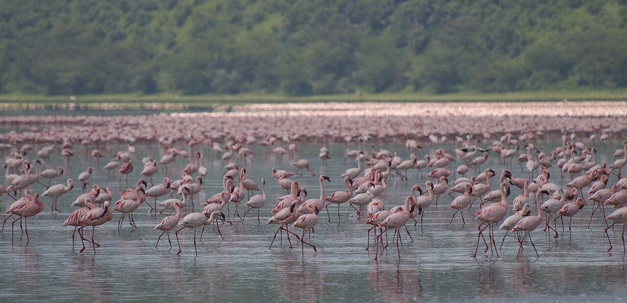 Flamingos on Lake Nakuru — Kenya's iconic pink shoreline