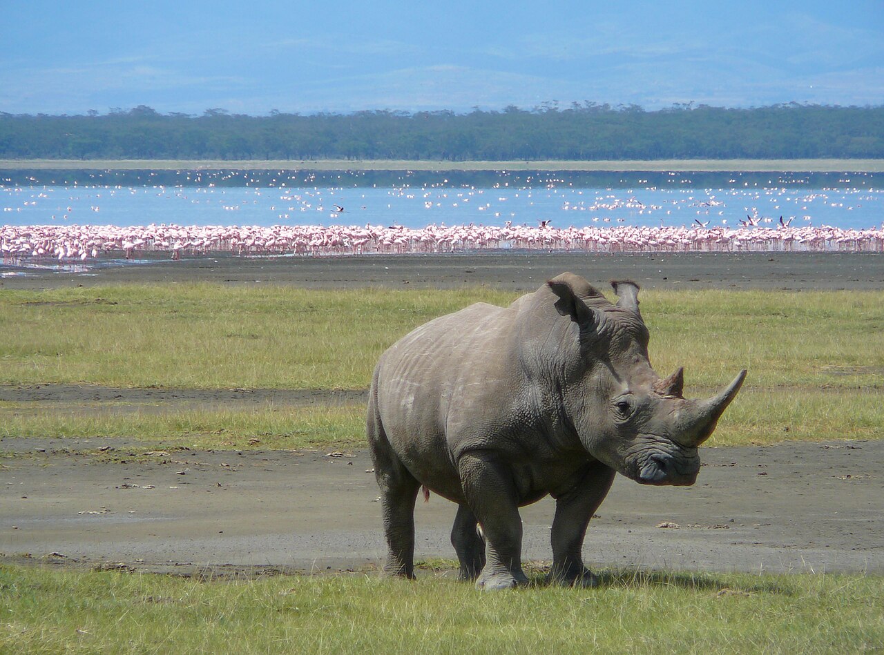 White rhino at Lake Nakuru National Park