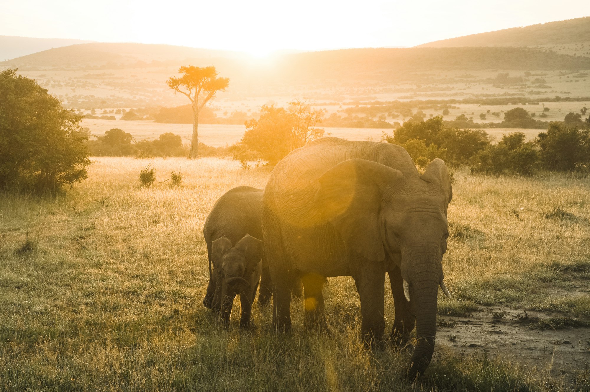 A majestic elephant standing in the plains of the Masai Mara at sunrise.