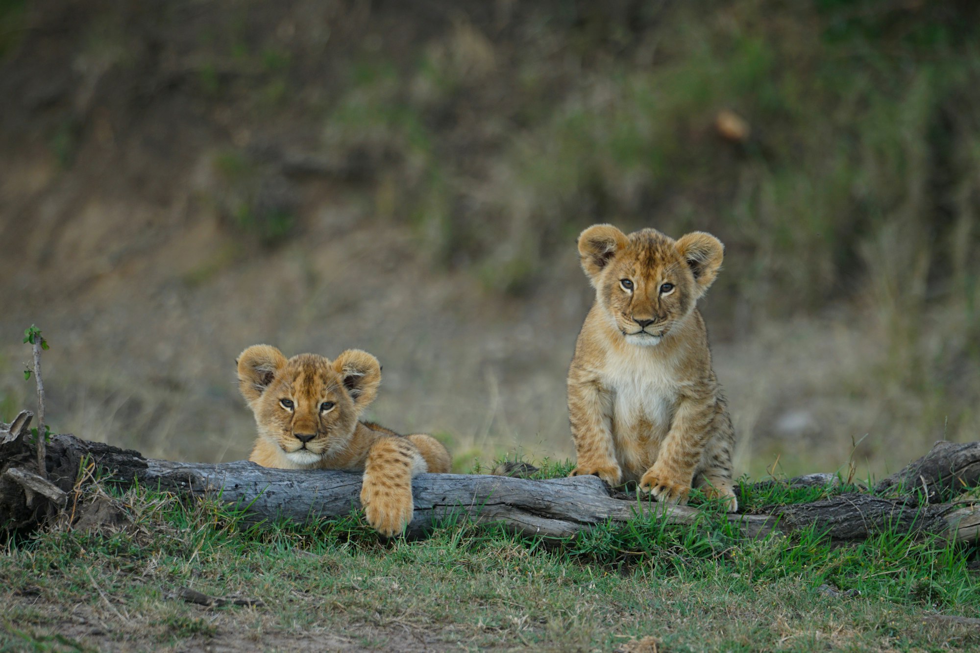 Safari in Masai Mara - beautiful view at sunrise.