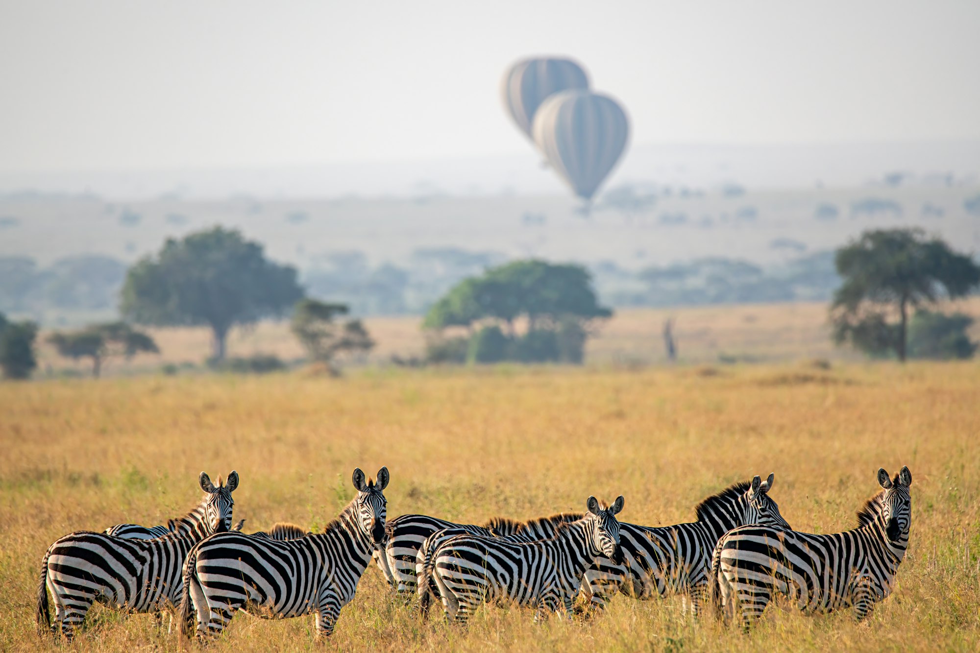 A hot air balloon soars high above the Masai Mara