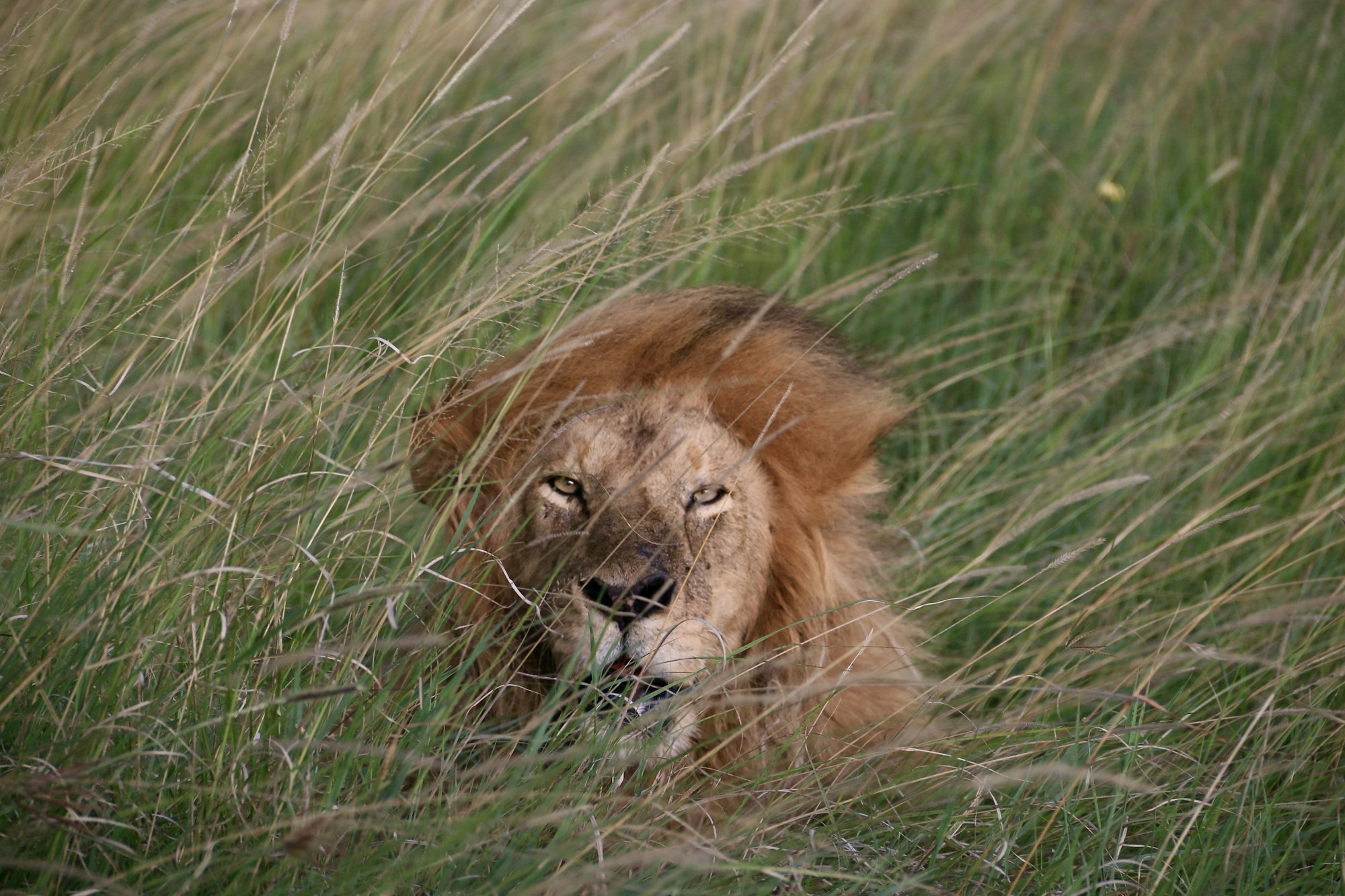 Close-up of a lion in its natural habitat during a game drive.
