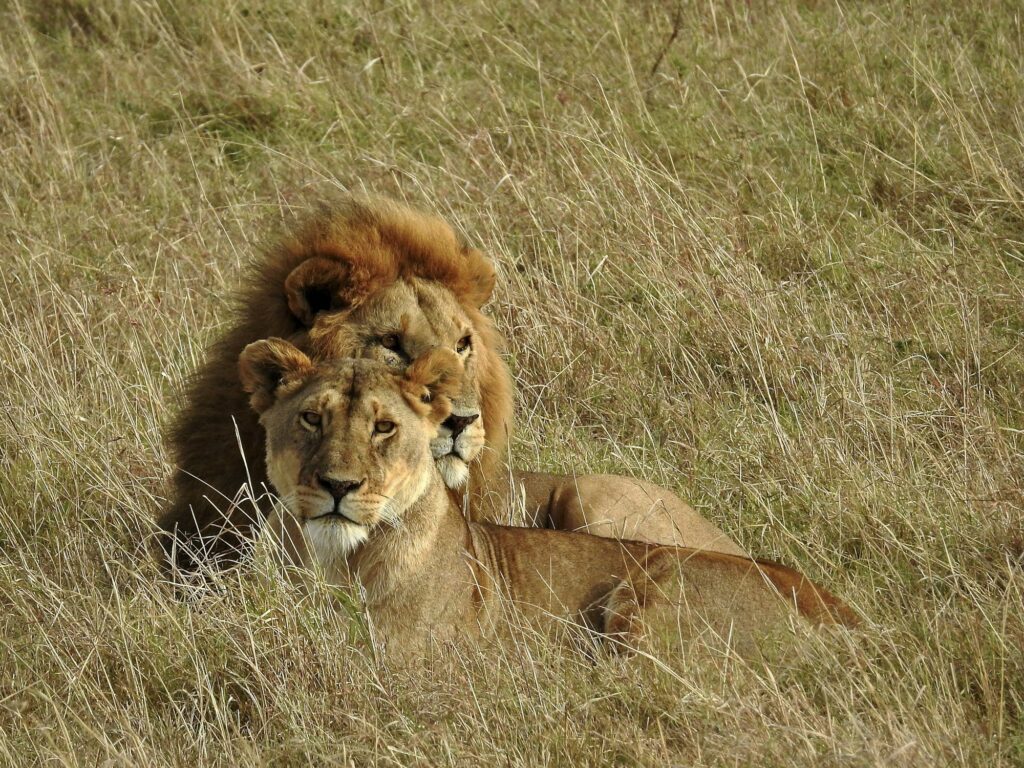 Travelers on a road safari to Masai Mara with scenic views