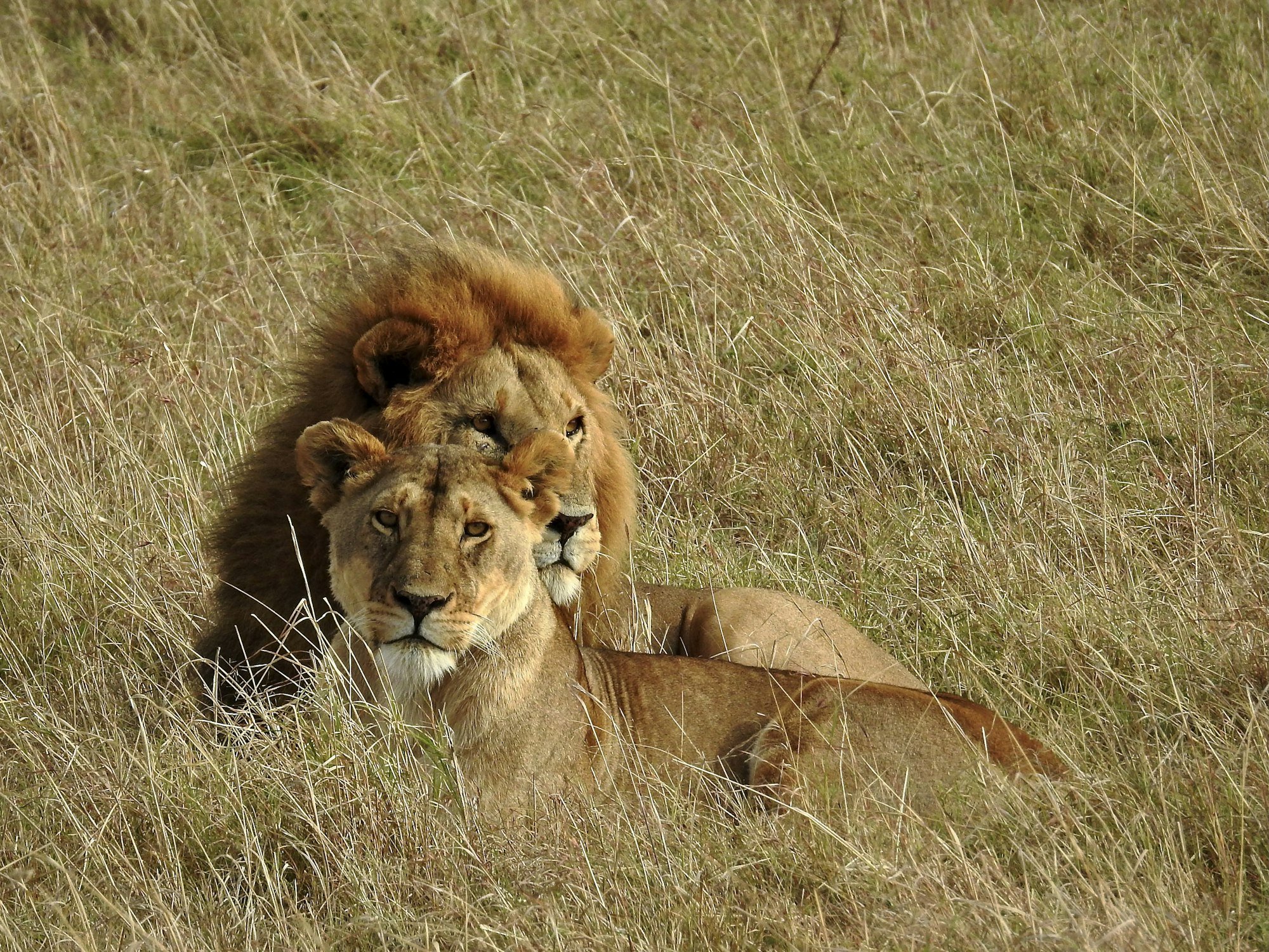 Travelers on a road safari to Masai Mara with scenic views.