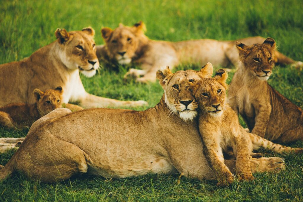 A vibrant image of abundant wildlife in the Masai Mara