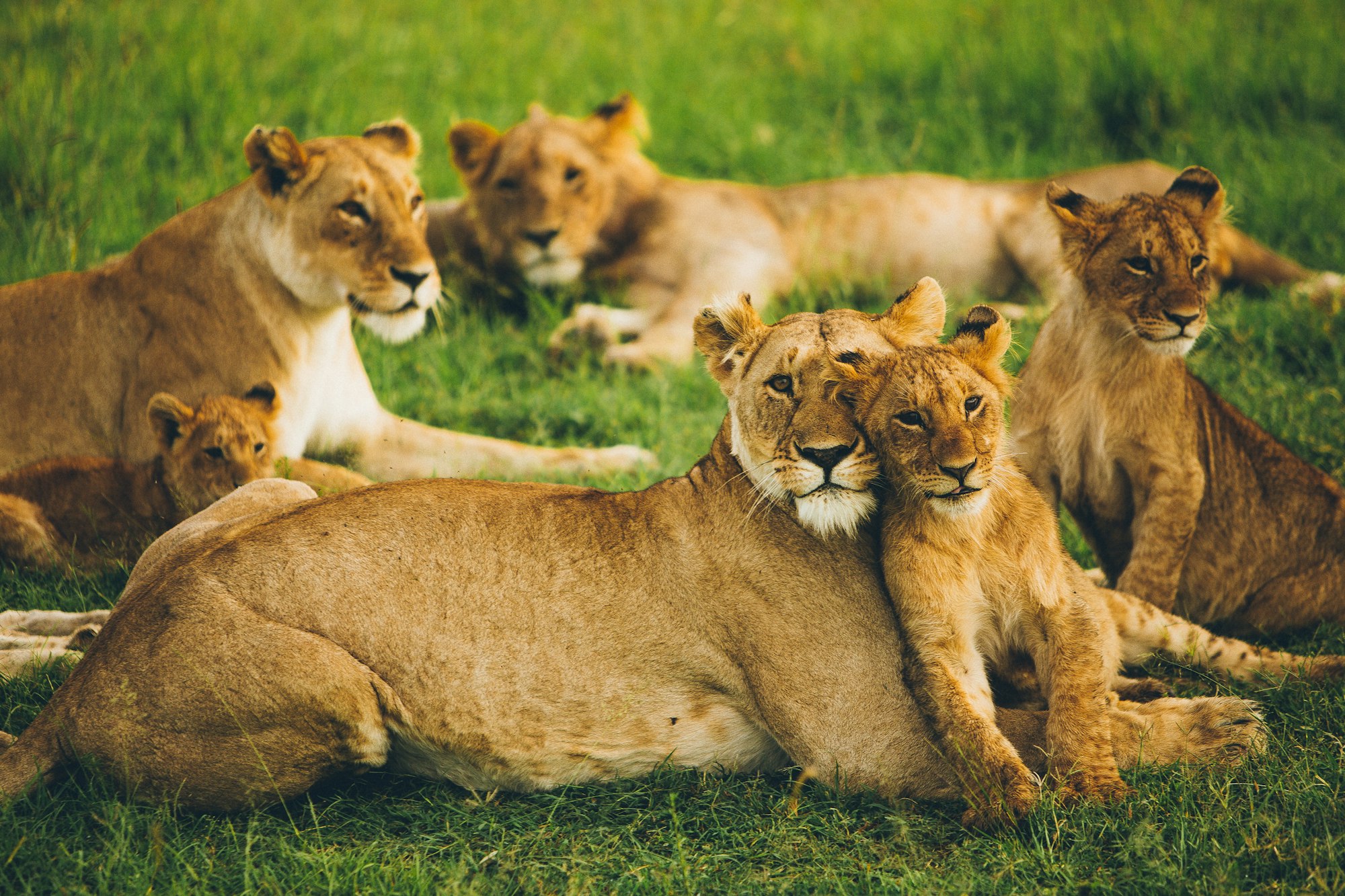 A vibrant image of abundant wildlife in the Masai Mara