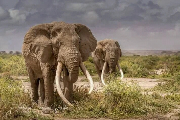 Elephants in Amboseli National Park during a Kenya safari