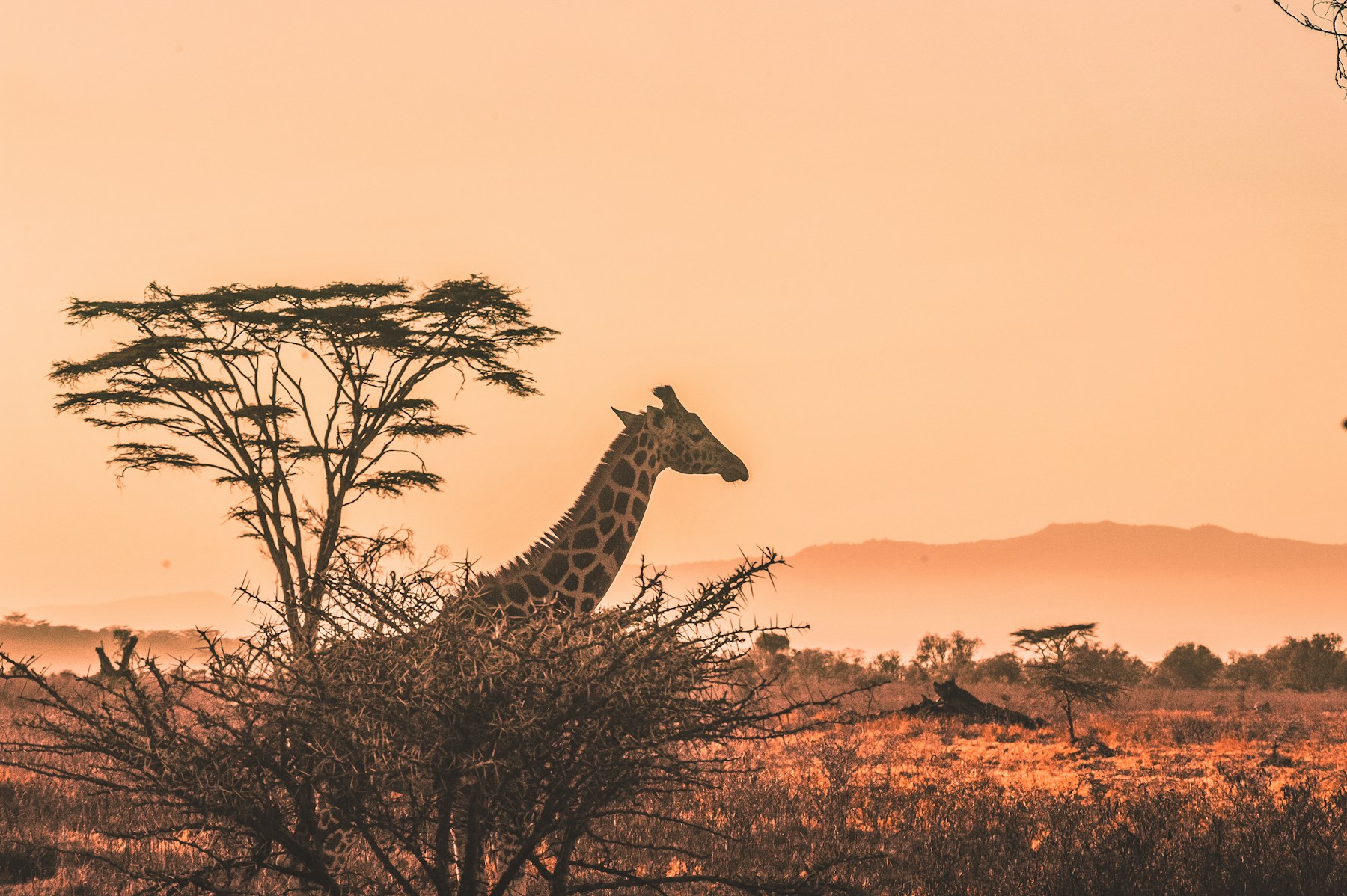 Giraffe in the Kenya bush at sunset