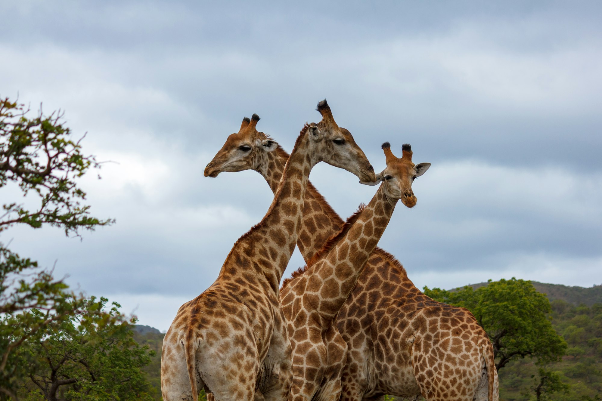 Two giraffes engaged in necking behavior in a dry savanna landscape.