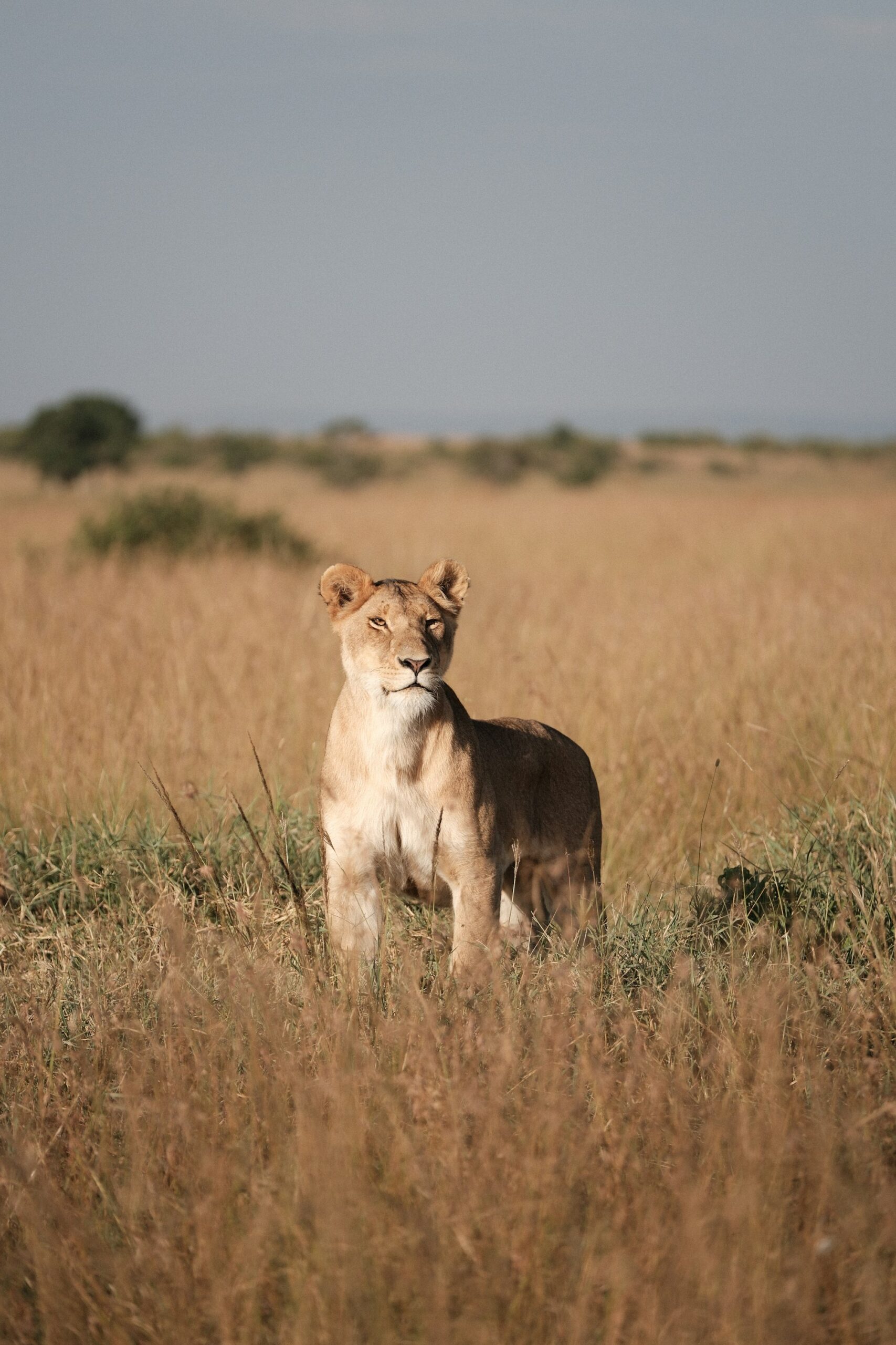 Scenic view of the savannah with lions resting on a tree.