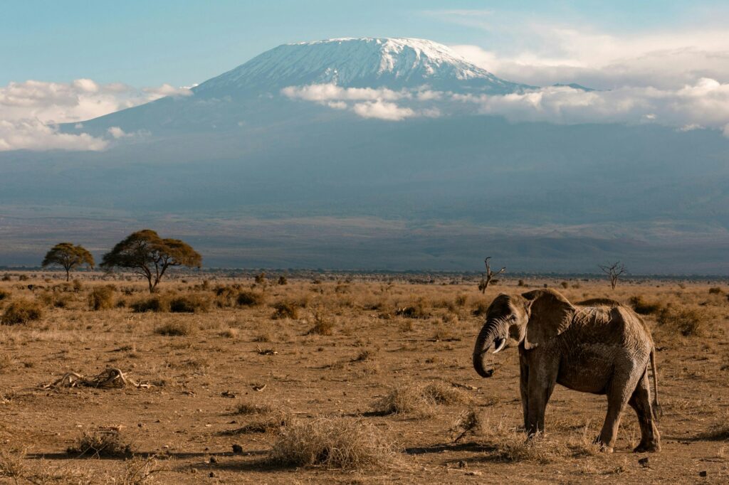 Elephant herd grazing beneath Mount Kilimanjaro in Amboseli National Park