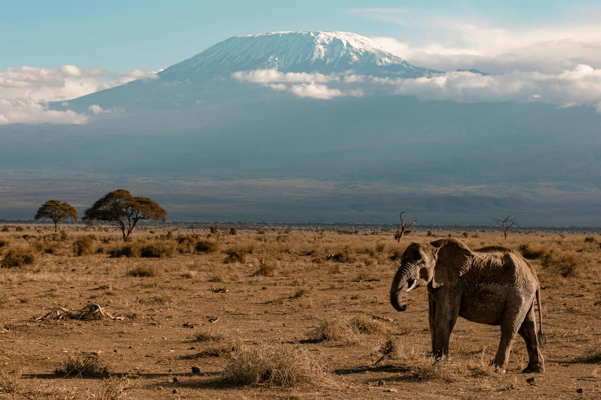 Elephant herd grazing beneath Mount Kilimanjaro in Amboseli National Park