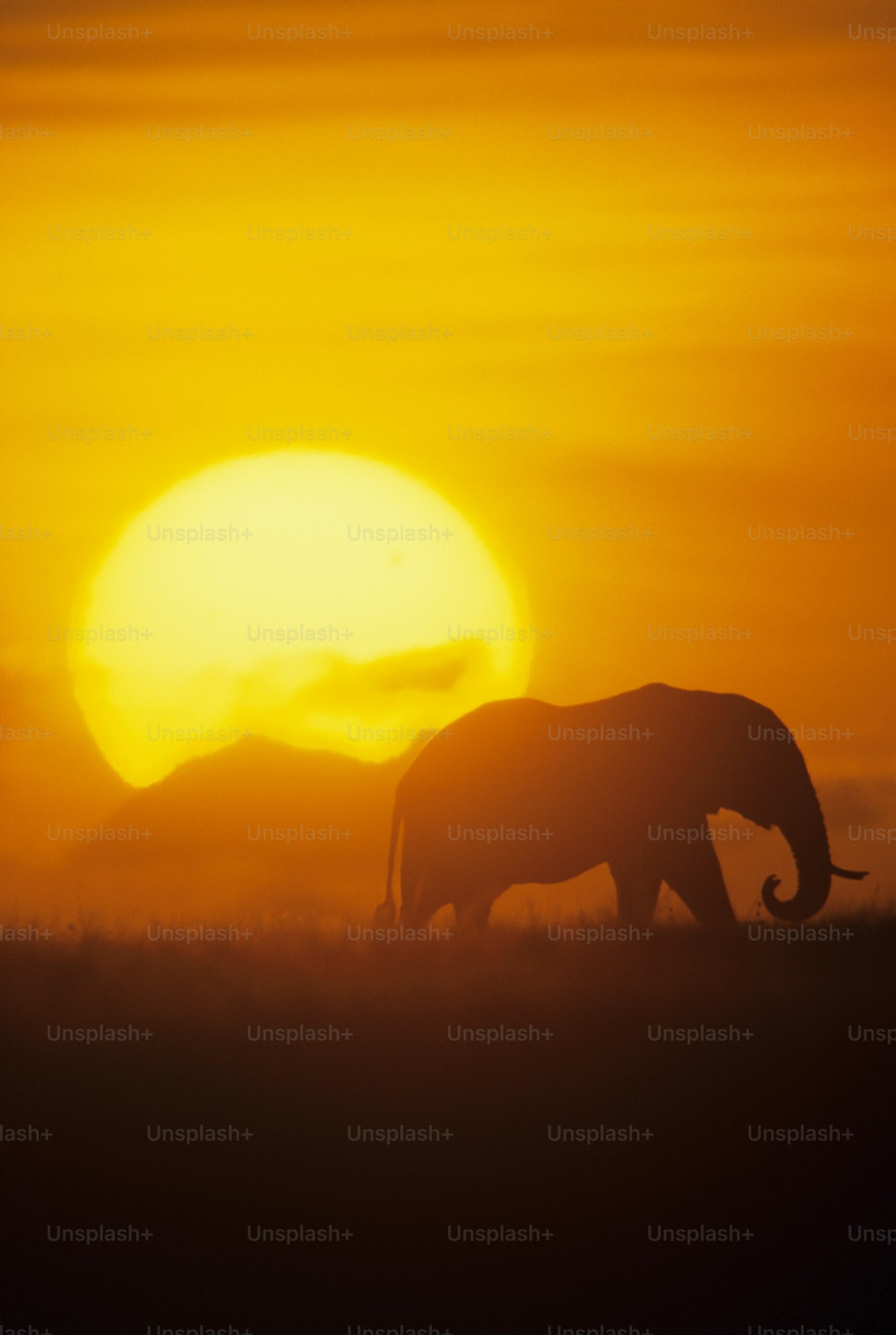 Romantic bush breakfast at sunrise in the Masai Mara.