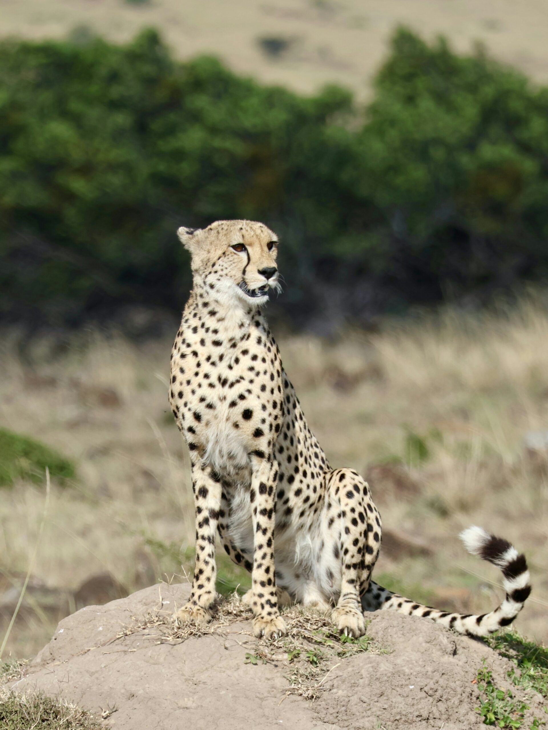 Cheetahs on a termite mound overlooking the Masai Mara savannah.