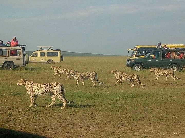 Cheetahs in Maasai Mara viewed during a game drive
