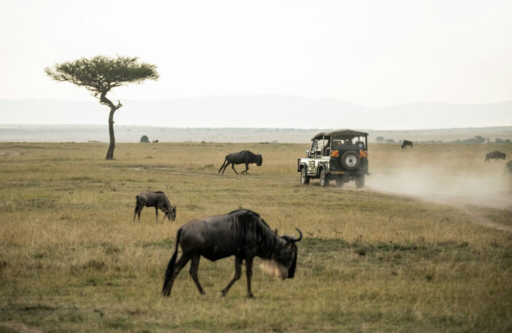 Wide Maasai Mara plains for planning a Kenya safari