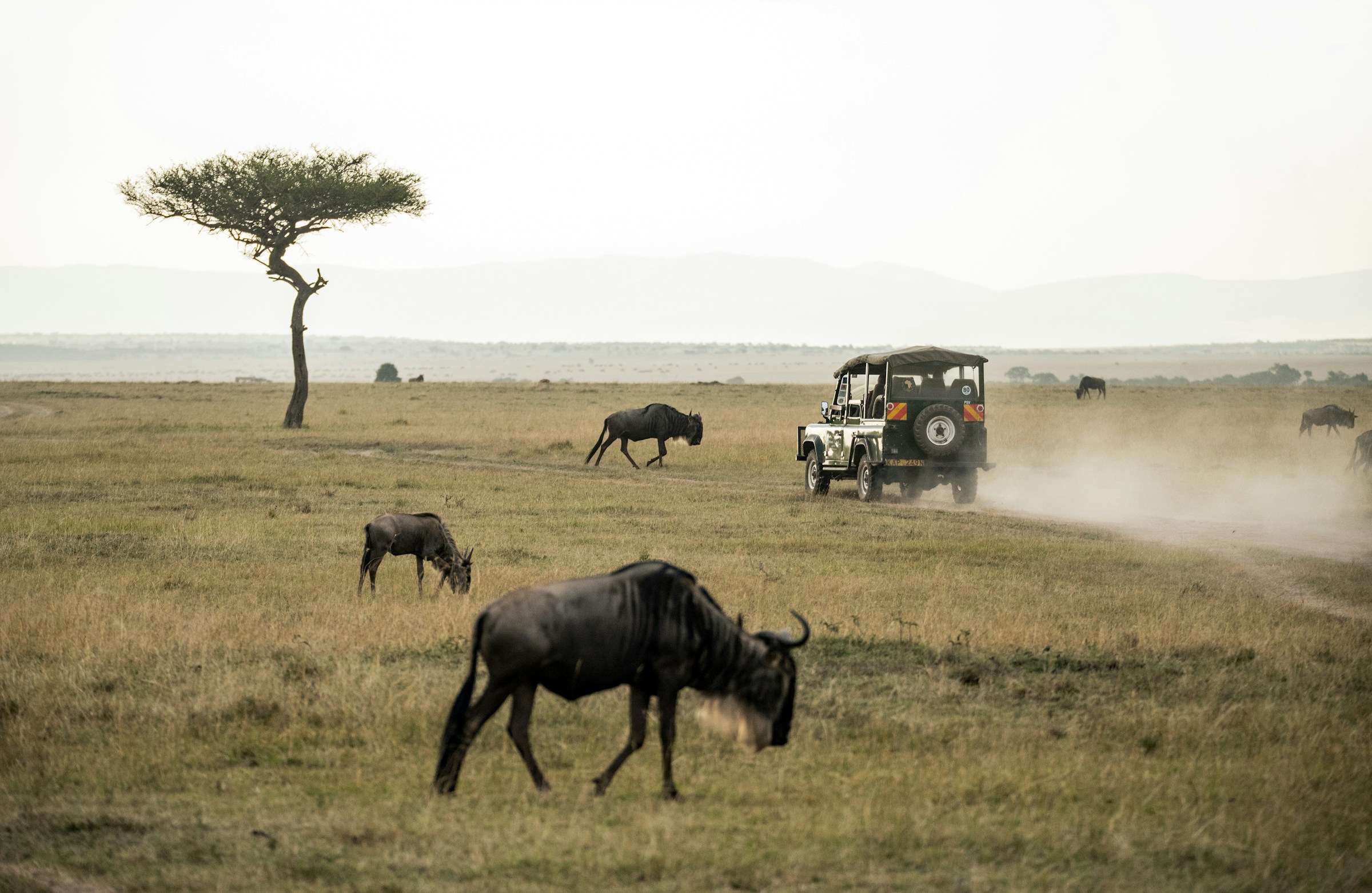 Wide Masai Mara plains — Kenya's flagship safari reserve