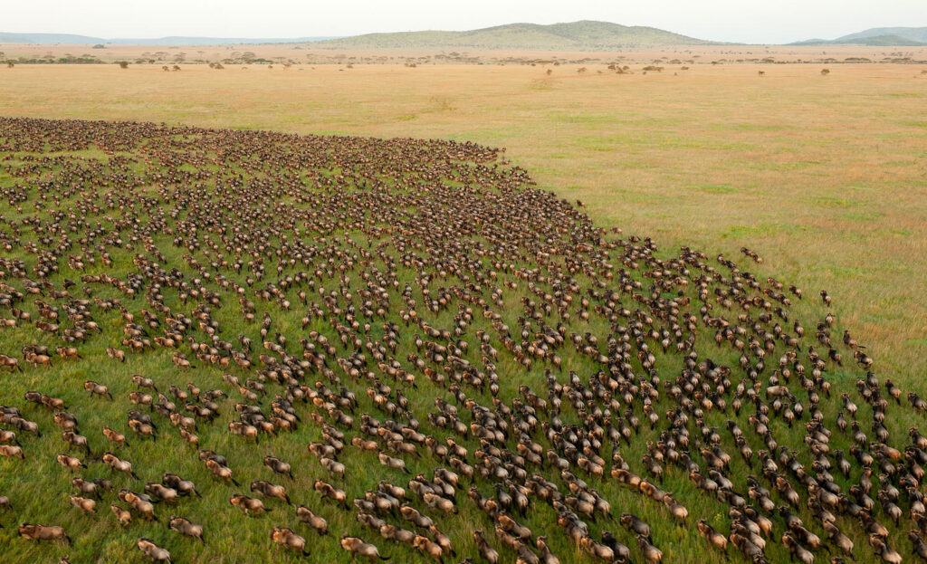 Vast herd of wildebeest crossing a river during the Great Migration in the Serengeti-Mara ecosystem